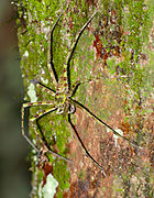 Heteropoda boiei du parc national du Gunung Mulu en Malaisie