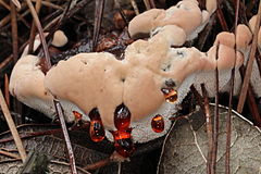 Hydnellum ferrugineum 181546.jpg