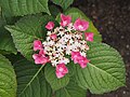 Hydrangea macrophylla 'Sonnenstein', Hortensja ogrodowa 'Sonnenstein', 2019-08-03