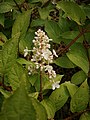 Hydrangea paniculata