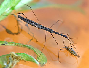 Common pond runner (Hydrometra stagnorum)