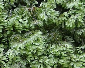 Hymenophyllum wilsonii