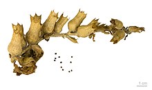 Hyoscyamus niger - Muséum de Toulouse
