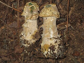 <i>Hypomyces hyalinus</i> Fungal parasite of Amanita mushrooms