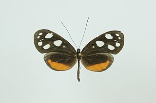 <i>Hyposcada illinissa</i> Species of butterfly