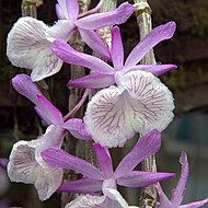 Dendrobium primulinum. Photo by C T Johansson.