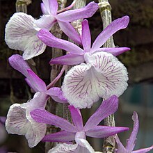 IMG 0524-Dendrobium primulinum.jpg