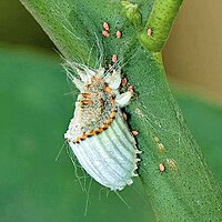 Scale Insects, Soft Scales, Wax Scales - Family Coccidae