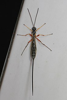 Ichneumon yaban arısı - Rhyssella nitida, Woodbridge, Virginia - 8651716110.jpg