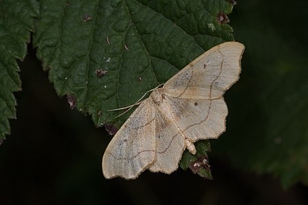 Idaea_emarginata