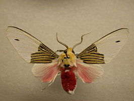 Idalus tuisana