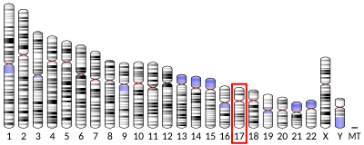 Peripheral myelin protein 22