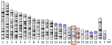 Ideogram human chromosome 17