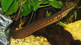 <span class="mw-page-title-main">Fire eel</span> Species of fish