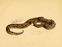Illustrations of the zoology of South Africa (6263863570).jpg