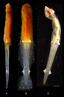<i>Archeterokrohnia</i> Genus of marine worms