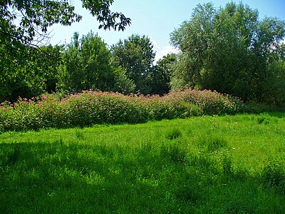 Impatiens glandulifera Natural stand