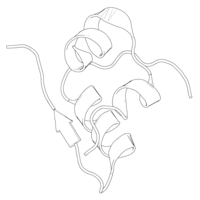 Zwart-wit lintdiagram van een varkensinsulinemonomeer.