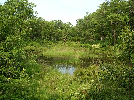 An interdunal wetland in wooded dunes, at Miller Woods in the Indiana Dunes National Lakeshore.