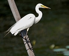 Intermediate Egret (Mesophoyx intermedia) in Hyderabad W IMG 8406.jpg