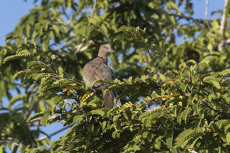 File:Island Collared Dove - Baluran NP - East Java MG 8086 (29181954484).jpg