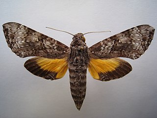 <i>Isognathus mossi</i> Species of moth