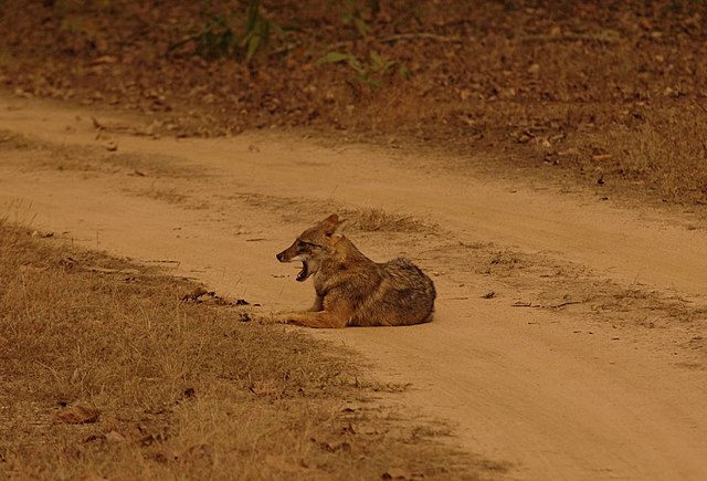 File:Jackal_Kanha.jpg