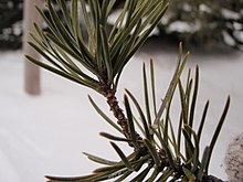 The Jack Pine