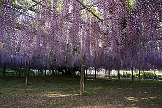 玉敷神社 Wikipedia