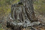 Thumbnail for File:Jarrah stump.jpg