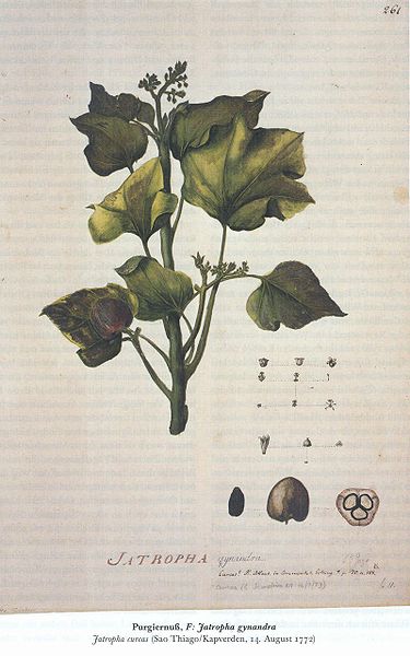 File:Jatropha-Zeichnung-von-Georg-Forster-1772.jpg