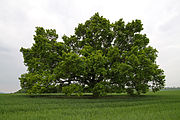 Category:Quercus petraea in Germany - Wikimedia Commons