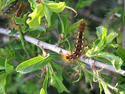 A caterpillar in Étretat, France.