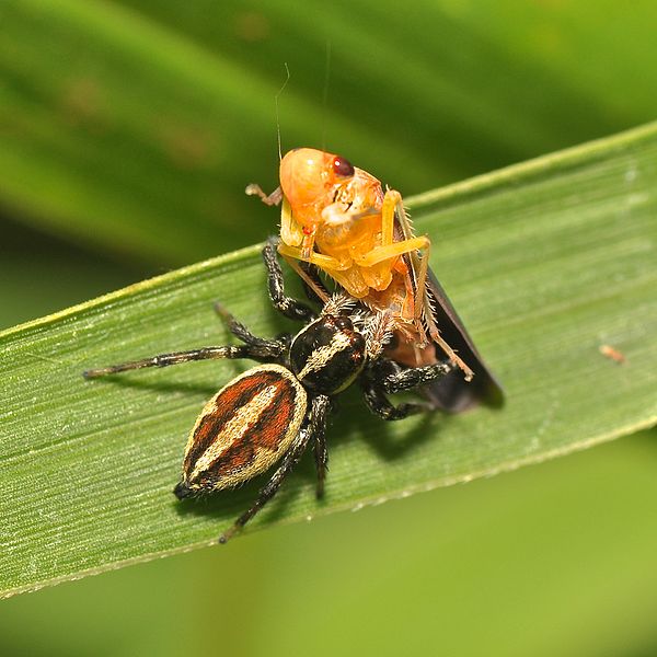 File:Jumping spider with a leafhopper prey (15701915805).jpg