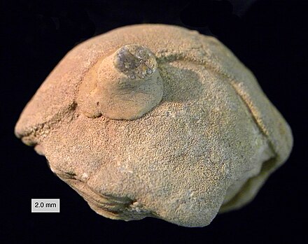 Calcarea (with encrusting crinoid) from the Middle Jurassic Matmor Formation of Makhtesh Gadol, Israel.