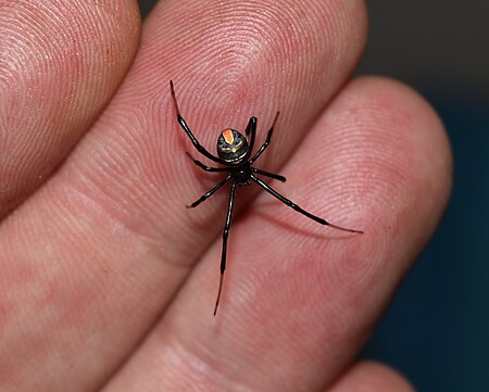 Juvenile black button spider (Latrodectus renivulvatus).JPG