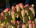 * Nomination Kalanchoe laxiflora --Rhododendrites 14:46, 18 May 2018 (UTC) * Promotion  Support Good quality. --Poco a poco 15:13, 18 May 2018 (UTC)