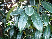 Leaves - Prunus laurocerasus Karayemis-2.JPG