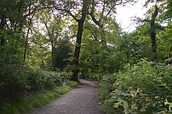 Hampstead Heath Woods