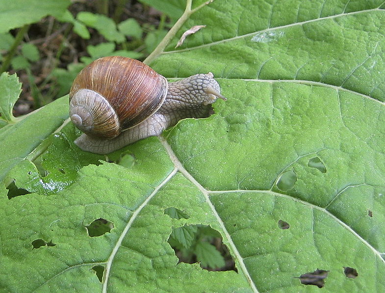 File:Kiebitzteich Bad Driburg Helix pomatia.jpg