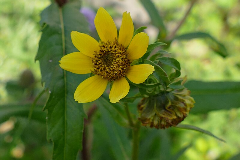 File:Knikkend tandzaad (Bidens cernua).jpg