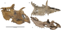 The holotype skull from multiple views Kosmoceratops skull horizontal.png