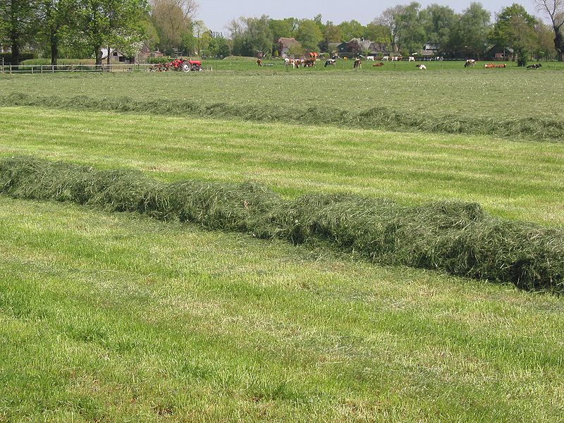 File:Kuilvoerwinning (grass silage).jpg