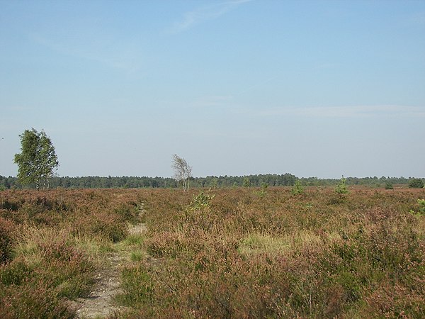 A typical view of Lüneburg Heath near Schneverdingen
