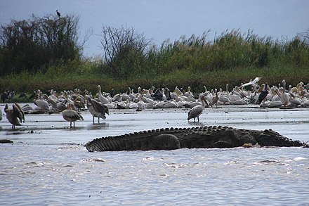 Crocodile and pelicans at Lake Chano in Nech Sar National Park