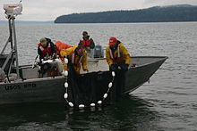 Fishing with a lampara net Lampara net in Skagit Bay.jpg