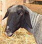 Landwirtschaftliches Hauptfest Alpines Steinschaf Portrait.jpg