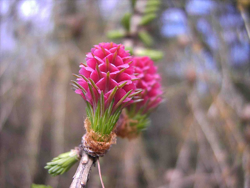 File:LarixDeciduaFemaleFlower2 comp.jpg