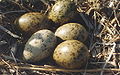 Nest met eieren