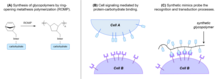 An example of cell-signaling, a proposed method for communication between MHBs and their fungal hosts allowing for recognition and co-colonization of plants. Laura Kiessling research - glycopolymers and cell signaling.tif